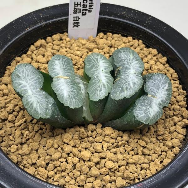 多肉植物：ハオルチア　玉扇　白紋*幅6.5ｃｍ　現品！一品限り