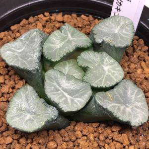 多肉植物：ハオルチア 鮮明黄色斑 万象錦*幅7.5cm 現品 一品限り