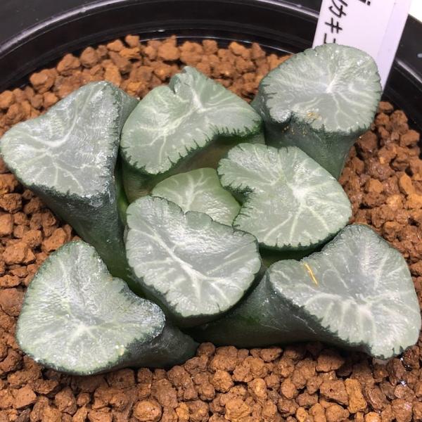 多肉植物：ハオルチア 万象 KWカキコ*幅7ｃｍ　現品！一品限り