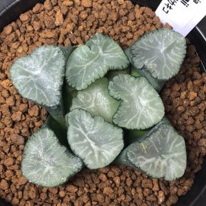 多肉植物:ハオルチア 万象 KWカキコ*幅7c...の詳細画像1