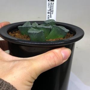 多肉植物:ハオルチア 万象 KWカキコ*幅7c...の詳細画像2