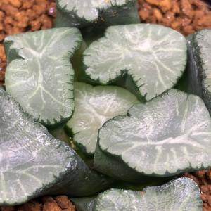 多肉植物:ハオルチア 万象 KWカキコ*幅7c...の詳細画像3