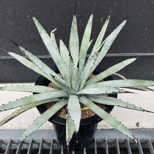 サボテン：フェロカクタス 白鳥丸*幅17cm 現品！一品限り : 遊恵盆栽