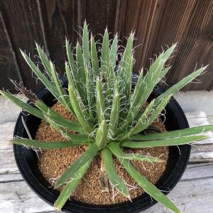 多肉植物：アガベ 笹の雪錦 虎斑*幅13cm 現品！一品限り