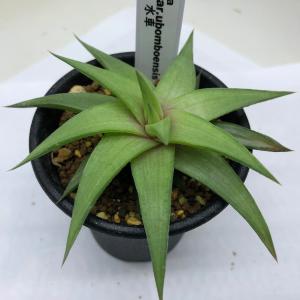 多肉植物：アガベ ウェベリー アリゾナスター*幅27cm : 遊恵盆栽