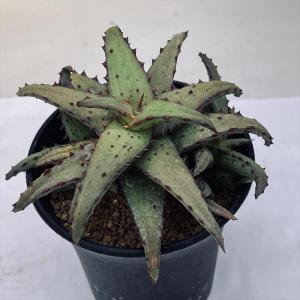 多肉植物：アガベ ホリダ錦*幅33cm 現品！一品限り : 遊恵盆栽 Yahoo