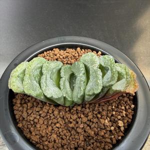 多肉植物：ハオルチア 鮮明黄色斑 万象錦*幅7.5cm 現品 一品限り