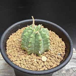 子沢山　子吹き　シンメトリカ　(検索　オベサ　バリダ 多肉植物：ユーフォルビア 子吹きシンメトリカ*幅5cm : 遊恵盆栽