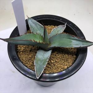 多肉植物：プセウドリトス クビフォルミス*幅4.5cm 現品！一品限り