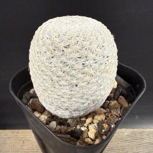 サボテン：エキノカクタス 花王丸*幅13cm 現品 一品限り : 遊恵盆栽