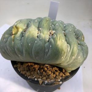 サボテン：ロフォフォラ 多毛変わり疣 銀冠玉*幅4cm : 遊恵