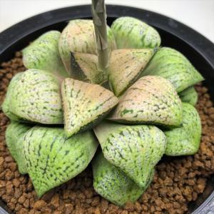 【激レア綴化苗】ミックスベリア 青鬼 多肉植物 おらいさん 自家繁殖苗エケベリア Yahoo!オークション - エケベリア ミックスベリア 青鬼 お