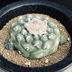 サボテン：ロフォフォラ 銀冠玉モンスト*幅8cm 現品！一品限り : 遊恵