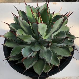 多肉植物：ハオルチア コレクタ錦*幅8cm 現品！一品限り : 遊恵盆栽