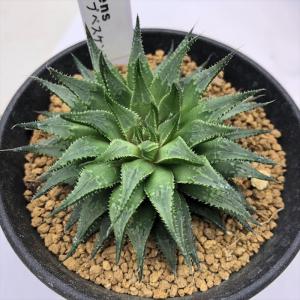 多肉植物：ハオルチア 白銀ピクタ交配種 クイーンフォックス*幅7cm