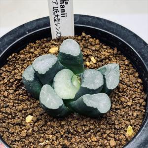 おしゃれ 観葉植物：オリーブの木 ピクアル 8号*現品8 SOUJU 創樹 そう