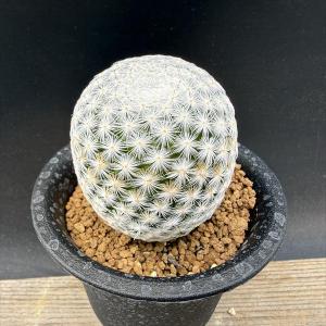 コーデックス：パキポディウム グラキリス 実生*枝幅15cm 現品！一品