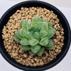 多肉植物:ハオルチア 光るオブツーサ*幅3.5cmの詳細画像1