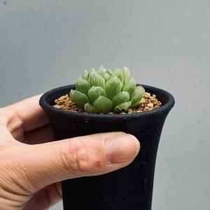 多肉植物:ハオルチア 光るオブツーサ*幅3.5cmの詳細画像2