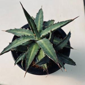 多肉植物：アガベ 風雷神 うっすら縞斑*幅18cm 現品！一品限り