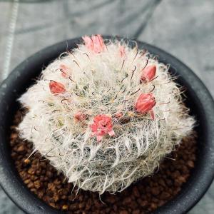 サボテン マミラリア 花 花 ガーデニング の商品一覧 通販 Yahoo ショッピング