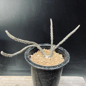 サボテン：フェロカクタス 偉冠竜*幅16cm 現品！一品限り