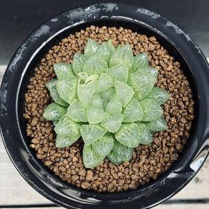 多肉植物:ハオルチア 光るオブツーサ*L 幅6cmの詳細画像1