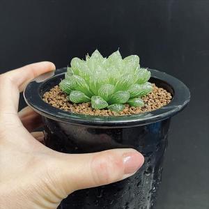 多肉植物:ハオルチア 光るオブツーサ*L 幅6cmの詳細画像2