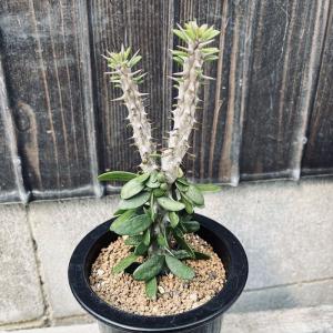 アルストニー　多肉植物 多肉植物：ケファロフィルム アルストニー*幅8cm : 遊恵盆栽 Yahoo!店