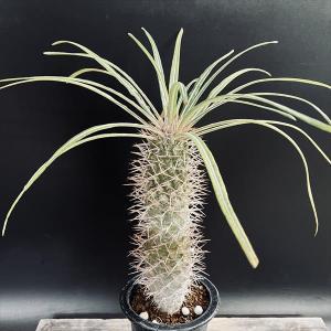 ☆特価☆コーデックス：パキポディウム ウィンゾリー 実生 S