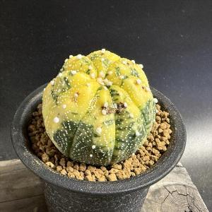 サボテン：アストロフィツム ミラクル兜の実生*幅3.5cm : 遊恵盆栽