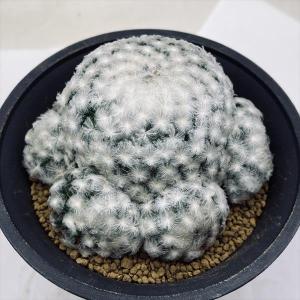 サボテン：短刺金鯱*幅10cm : 遊恵盆栽 Yahoo!店 - 通販 - Yahoo