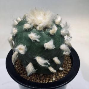 サボテン：ロフォフォラ ディフューサ 翠冠玉 実生*幅6.5cm 現品