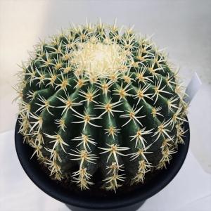 サボテン:エキノカクタス 鷲爪金鯱 実生*幅10cm 現品!一品限り サボテン:エキノカクタス 鷲爪金鯱 実生*幅10cm 現品!一品限り