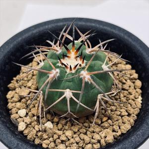 サボテン：フェロカクタス 鯱頭*全幅15cm 現品！一品限り
