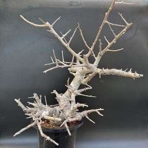 F60 アデニア ペチュエリー Adenia pechuelii ナミビア産 発根済み