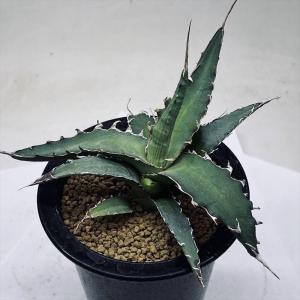 コーデックス：ミラビリス ジャラパ*塊根幅8cm 現品！一品限り