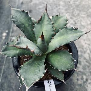 盆栽小鉢：美芸（常滑）六角鬼面足面付鉢 15.5cm*資材 : 遊恵