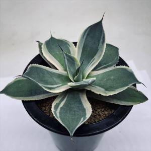 多肉植物：ユーフォルビア グロエネワルディ*幅14cm 現品 一品限り