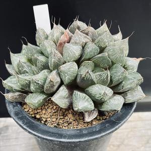 多肉植物　ハオルチア　オブツーサ Amazon.co.jp: 多肉植物：ハオルチア オブツーサ* : ホーム
