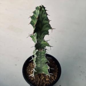 サボテン：メロカクタス マタンザナス 魔雲 実生*S 幅4.5cm