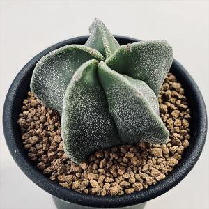サボテン：ホマロケファラ 強刺綾波 実生*幅12cm 現品！一品