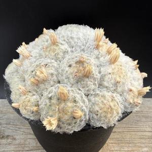 サボテン：エリオカクタス 英冠丸*幅28cm 現品！一品限り : 遊恵盆栽