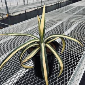 多肉植物：ハオルチア 瑞鶴錦*幅12cm 現品！一品限り : 遊恵盆栽
