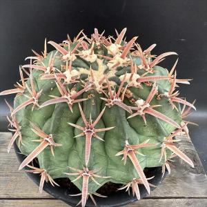 サボテン：ホマロケファラ 長刺綾波*幅9cm 現品 一品限り