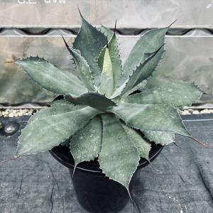 ☆特価☆コーデックス：ブーファン ハエマンソイデス ダブルヘッド 発