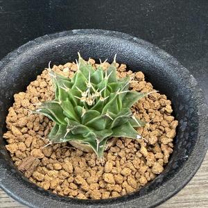 サボテン　メロカクタス　恒星雲　実生　※鉢のまま発送 サボテン メロカクタス 恒星雲 実生 ※鉢のまま発送