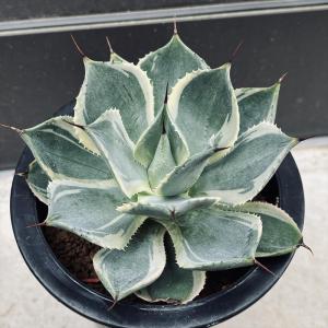 コーデックス：パキポディウム デカリー*塊根幅3.5cm 現品！一品限り