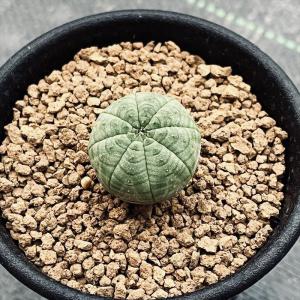 多肉植物：デンドロシキオス ソコトラーナ*塊幅2.8cm 現品！一品限り