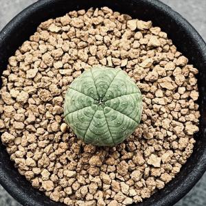 多肉植物:ユーフォルビア シンメトリカ*SS ...の詳細画像1